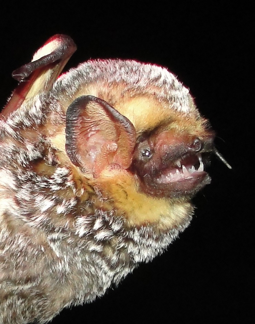 Fig. 2_Laciurus cinereus 2