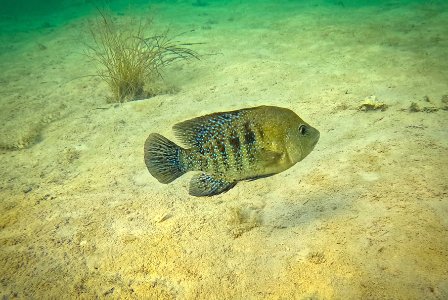 Mojarra de cuatro cienegas