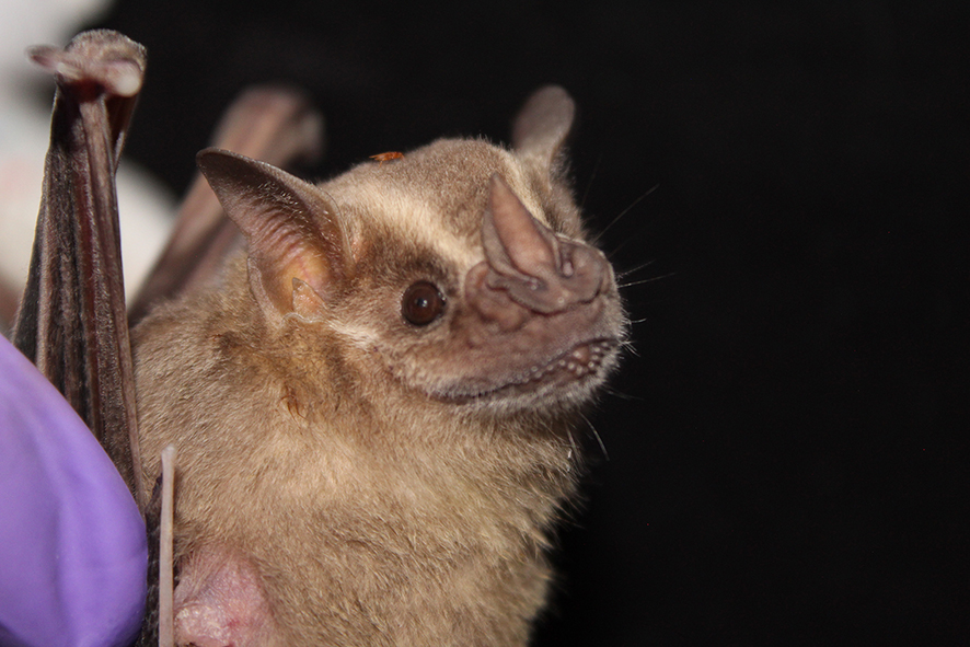 Avila-Torresagatón_2023_Proyecto_Salitre_Artibeus_hirsutus