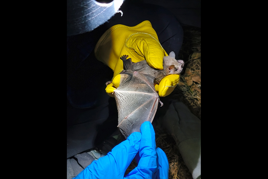 Avila-Torresagatón_2026_Artibeus