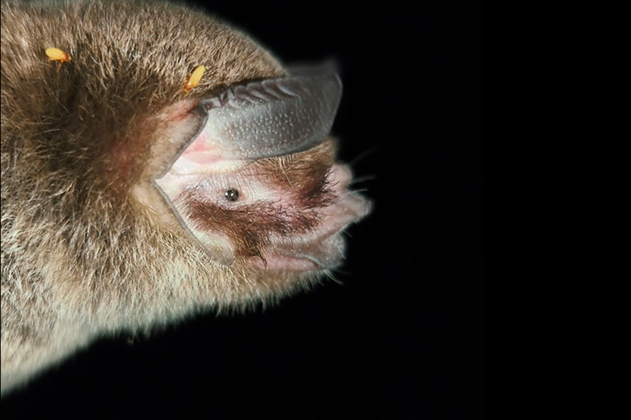 Crreño-Ochoa_Daniela_2026_Pteronotus_mexicanus