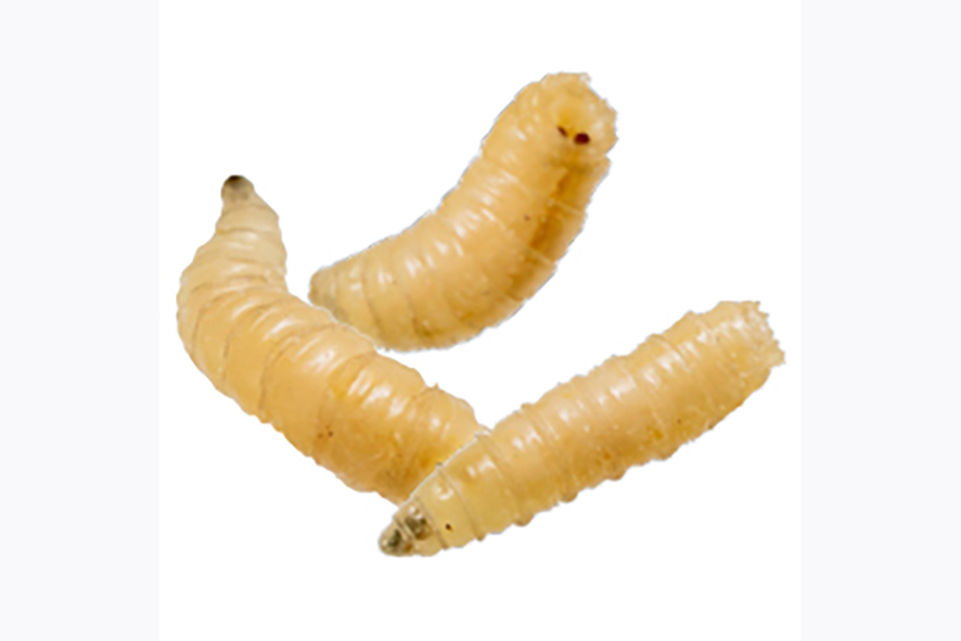 gusano